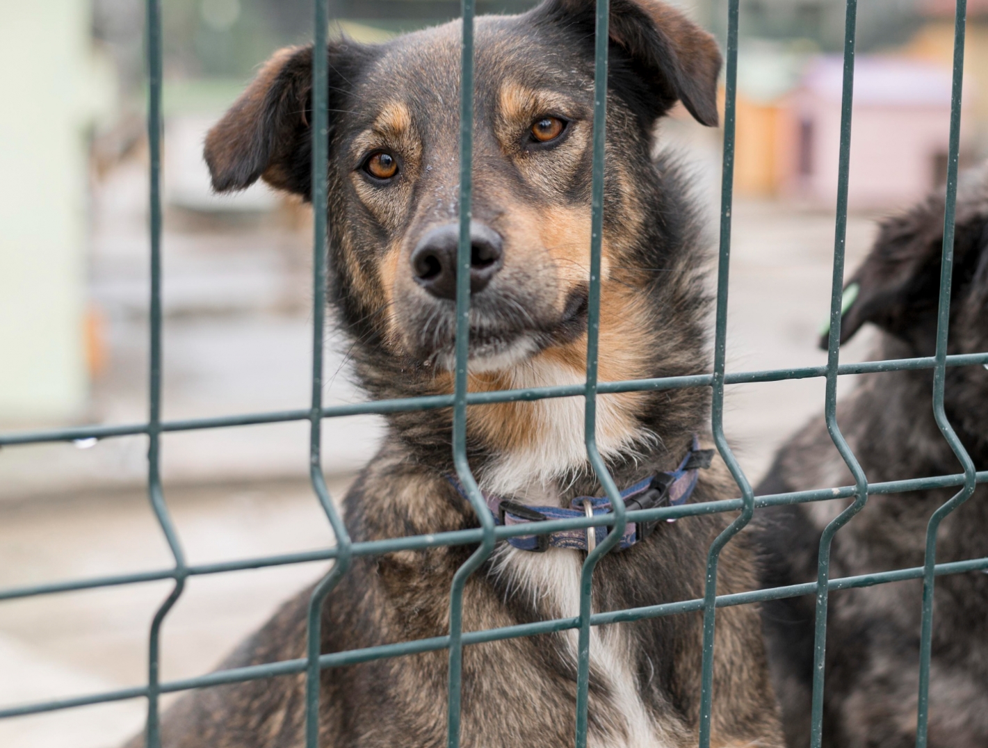 Adopcja zwierząt wzmacniana siłą mediów: psiak ze schroniska w Zawierciu znalazł dom po emisji reportażu Dzień Dobry TVN